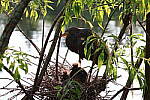 Click to see Y-WB-R10-IMG_0109.JPG