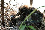 Click to see Y-WB-R10-IMG_0123.JPG