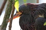 Click to see Y-WB-R10-IMG_0129.JPG