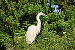 Click to see Y-WB-R10-IMG_0172.JPG