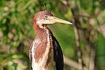 Click to see Y-WB-R10-IMG_0221.JPG
