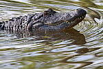 Click to see Y-WB-R10-IMG_0254.JPG