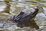 Click to see Y-WB-R10-IMG_0258.JPG