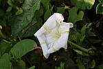 Click to see Y-WB-R10-IMG_0260.JPG