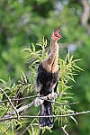 Click to see Y-WB-R10-IMG_0304.JPG