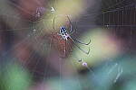Click to see Y-WB-R10-IMG_0328.JPG