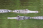 Click to see Y-WB-R10-IMG_0344.JPG