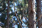 Click to see Y-WB-R3-0K1A2784.JPG