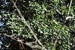 Click to see Y-WB-R3-0K1A2927.JPG