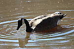 Click to see Y-WB-R3-0K1A3051.JPG