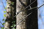 Click to see Y-WB-R3-0K1A3103.JPG