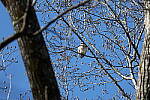 Click to see Y-WB-R3-0K1A3132.JPG