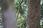 Click to see Y-WB-R3-0K1A3234.JPG