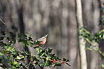 Click to see Y-WB-R3-0K1A3296.JPG