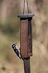 Click to see Y-WB-R3-0K1A3539.JPG