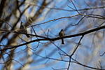 Click to see Y-WB-R3-0K1A3648.JPG