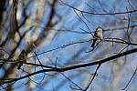 Click to see Y-WB-R3-0K1A3654.JPG