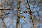 Click to see Y-WB-R3-0K1A3835.JPG