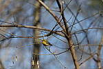 Click to see Y-WB-R3-0K1A3869.JPG