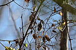 Click to see Y-WB-R3-0K1A4252.JPG