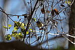 Click to see Y-WB-R3-0K1A4262.JPG