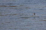 Click to see Y-WB-R3-0K1A4284.JPG