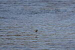 Click to see Y-WB-R3-0K1A4308.JPG