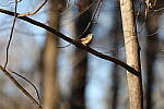 Click to see Y-WB-R3-0K1A4611.JPG