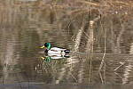 Click to see Y-WB-R3-0K1A4649.JPG
