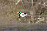 Click to see Y-WB-R3-0K1A4651.JPG
