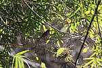 Click to see Y-WB-R3-0K1A4756.JPG