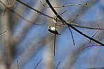 Click to see Y-WB-R3-0K1A4836.JPG