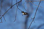 Click to see Y-WB-R3-0K1A4928.JPG