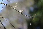 Click to see Y-WB-R3-0K1A4974.JPG