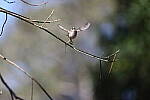 Click to see Y-WB-R3-0K1A4985.JPG