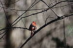 Click to see Y-WB-R3-0K1A5245.JPG