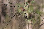 Click to see Y-WB-R3-0K1A5617.JPG