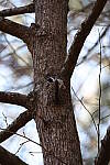 Click to see Y-WB-R3-0K1A5757.JPG