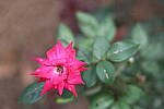 Click to see Y-WB-008A0101.JPG