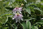 Click to see Y-WB-008A0130.JPG