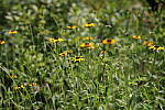 Click to see Y-WB-008A0150.JPG