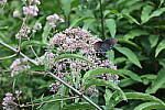 Click to see Y-WB-008A0160.JPG