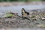 Click to see Y-WB-008A0186.JPG