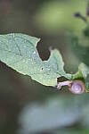 Click to see Y-WB-008A0331.JPG