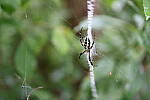 Click to see Y-WB-008A0365.JPG