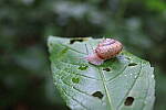 Click to see Y-WB-008A0386.JPG