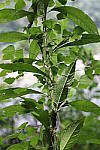 Click to see Y-WB-008A0447.JPG
