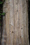Click to see Y-WB-008A0493.JPG