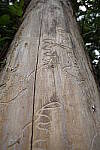 Click to see Y-WB-008A0494.JPG