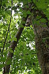 Click to see Y-WB-008A0503.JPG